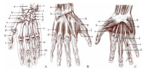 la mano la mano